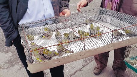 候鸟迁徙路,鸟贩设下陷阱 铁西区劳动公园南侧,有一处不足500米长的